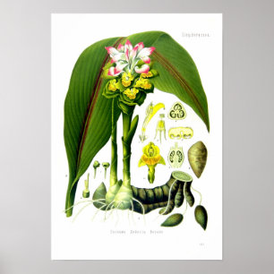 Curcuma zedoaria poster