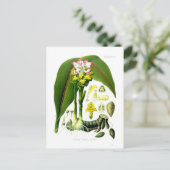 Curcuma zedoaria postkarte (Stehend Vorderseite)