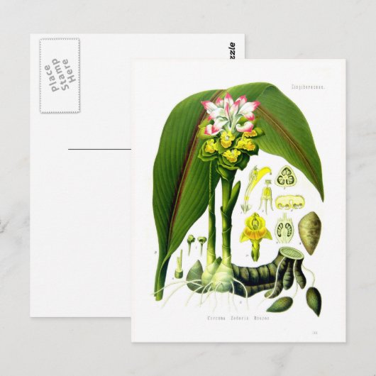 Curcuma zedoaria postkarte (Vorne/Hinten)