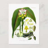Curcuma zedoaria postkarte (Vorderseite)