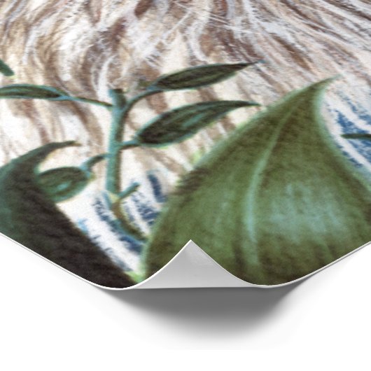 Curios Koala Poster (Ecke)