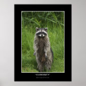 "CURIOSITY"-Coon-Foto-Poster Poster (Vorne)