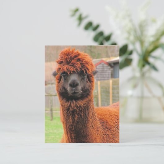 Curious Alpaca Kalender ~ Postcard Postkarte (Stehend Vorderseite)