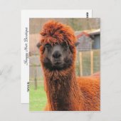 Curious Alpaca Kalender ~ Postcard Postkarte (Vorne/Hinten)