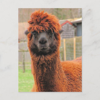 Curious Alpaca Kalender ~ Postcard Postkarte