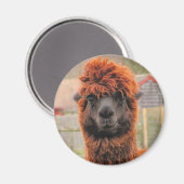 Curious Alpaca ~ Magnet (Vorderseite/Rückseite)