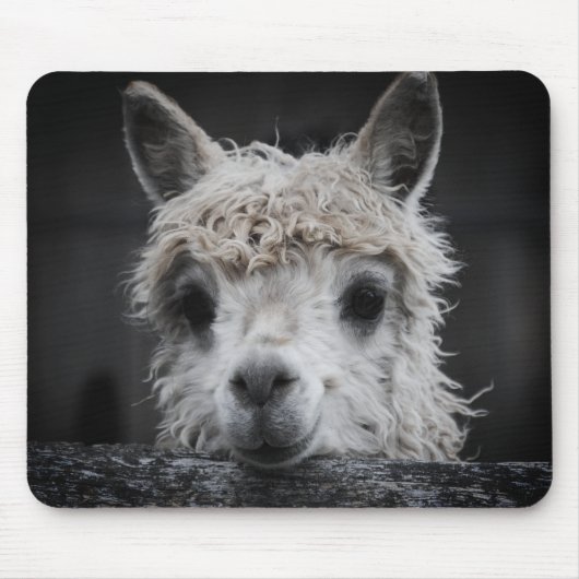 Curious Alpaca Mouse Pad Mousepad (Vorne)