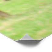 Curious Alpaca ~ Print Poster (Ecke)