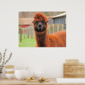 Curious Alpaca ~ Print Poster (Küche)