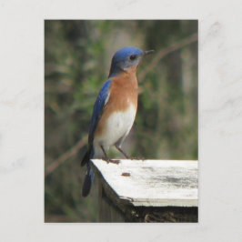 Curious Bluebird Postcard Postkarte