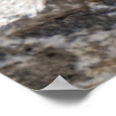 Curious Brown Chipmunk in Alberta Poster (Ecke)