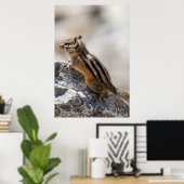Curious Brown Chipmunk in Alberta Poster (Heimbüro)