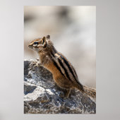 Curious Brown Chipmunk in Alberta Poster (Vorne)