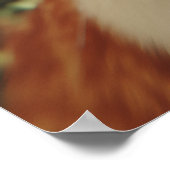 Curious Cats Looking Down Poster (Ecke)