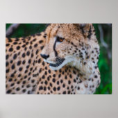 CURIOUS CHEETAH POSTER (Vorne)