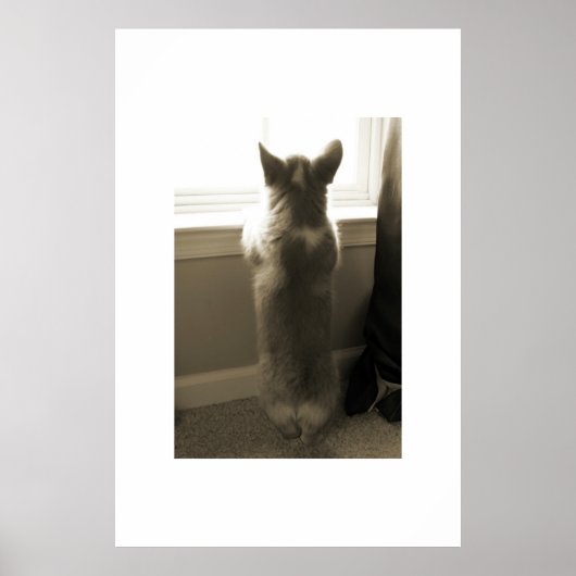 Curious Corgi Poster (Vorne)