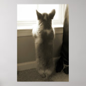 Curious Corgi Poster (Vorne)