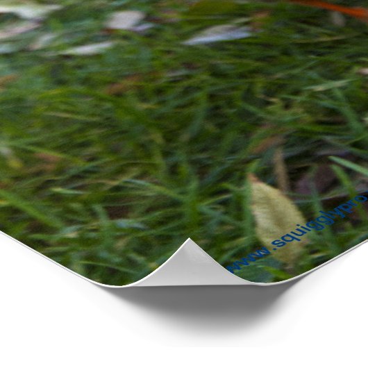 Curious Duck Poster (Ecke)