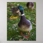 Curious Duck Poster (Vorne)