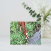 Curious Foal Postcard Postkarte (Stehend Vorderseite)