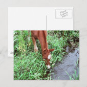 Curious Foal Postcard Postkarte (Vorne/Hinten)