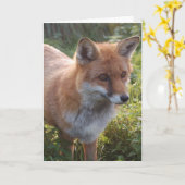 Curious Fox Karte (Gelbe Blume)