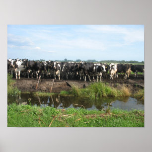 Curious Frisian Holstein Cows Poster