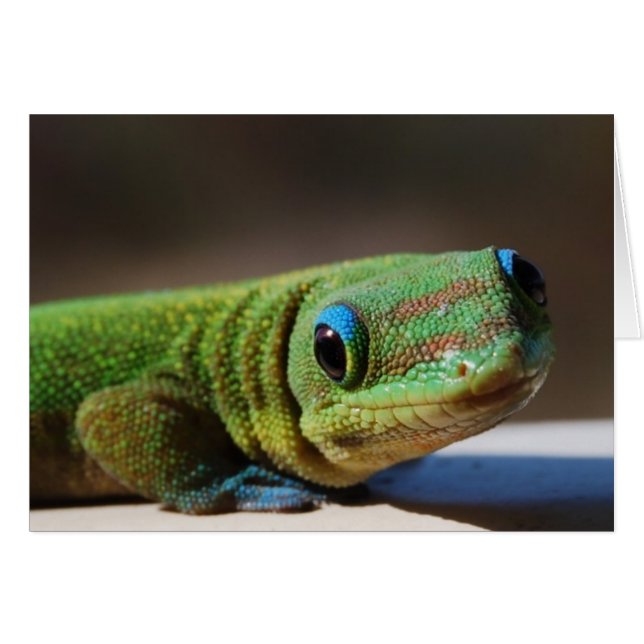 Curious Gecko (Vorderseite (Horizontal))