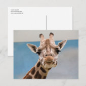 Curious Giraffe Portrait Postkarte (Vorne/Hinten)