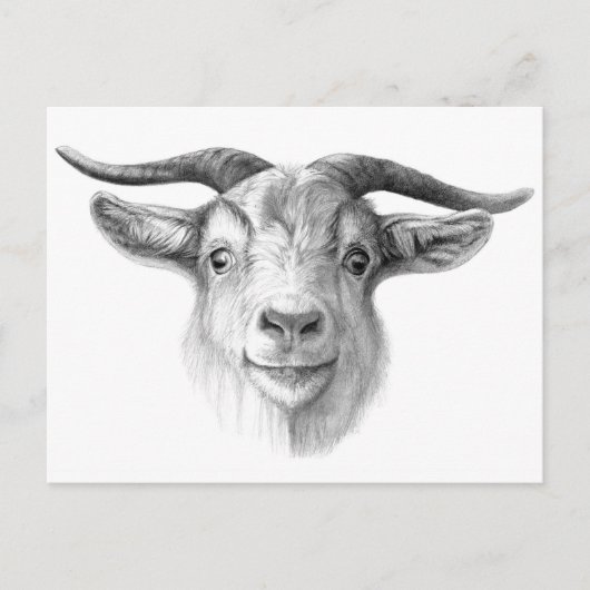 Curious goat G124 Postkarte (Vorderseite)