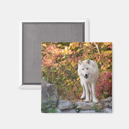 Curious Gray Wolf Magnet (Vorderseite/Rückseite)