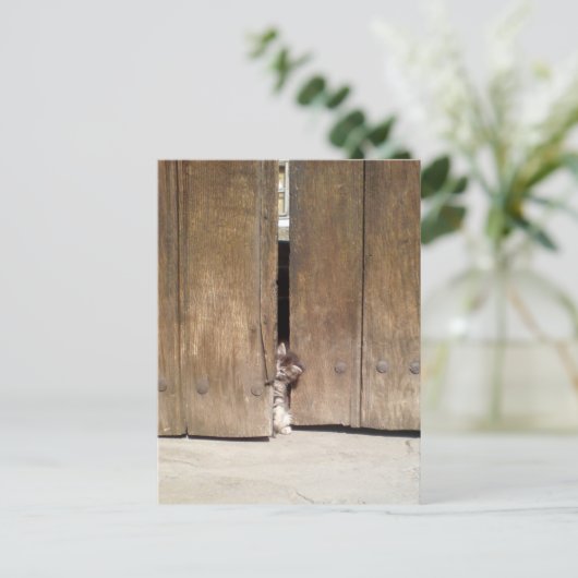 Curious Kitten Postkarte (Stehend Vorderseite)