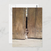 Curious Kitten Postkarte (Vorne/Hinten)