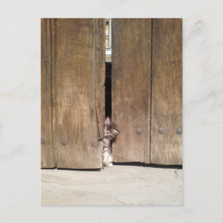 Curious Kitten Postkarte