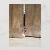 Curious Kitten Postkarte (Vorderseite)