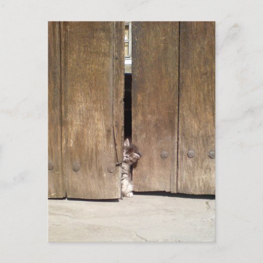 Curious Kitten Postkarte (Vorderseite)