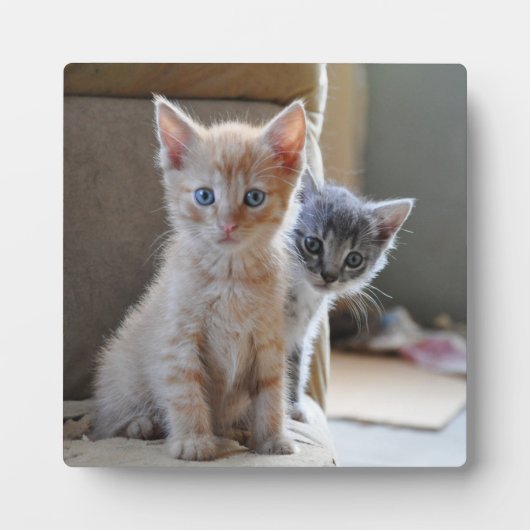 Curious Kittens Fotoplatte (Vorderseite)