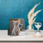 Curious Kittens Fotoplatte (InSitu)