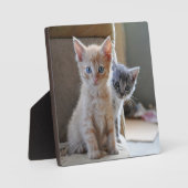 Curious Kittens Fotoplatte (Vorderseite)