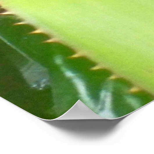 Curious Lizard Poster (Ecke)