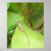 Curious Lizard Poster (Vorne)