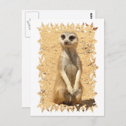 Curious Meerkat Postcard Postkarte (Vorne/Hinten)