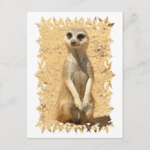 Curious Meerkat Postcard Postkarte