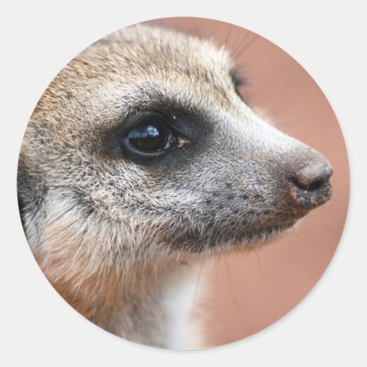 Curious Meerkat Sticker (Vorderseite)
