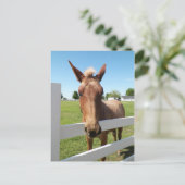 Curious Mule Postcard Postkarte (Stehend Vorderseite)