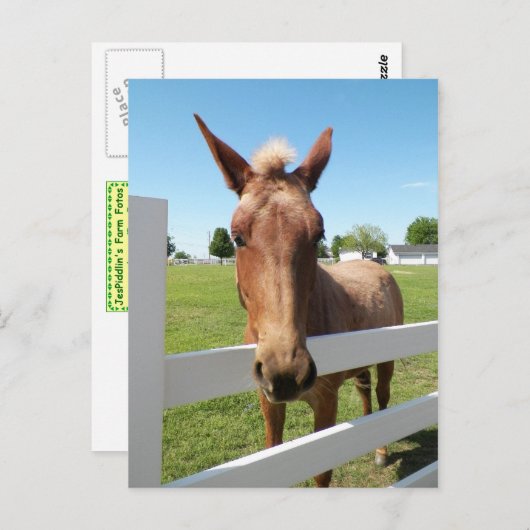 Curious Mule Postcard Postkarte (Vorne/Hinten)