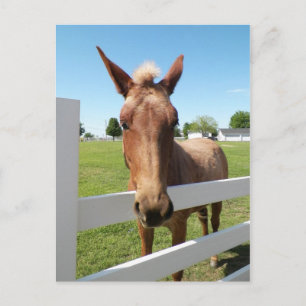 Curious Mule Postcard Postkarte