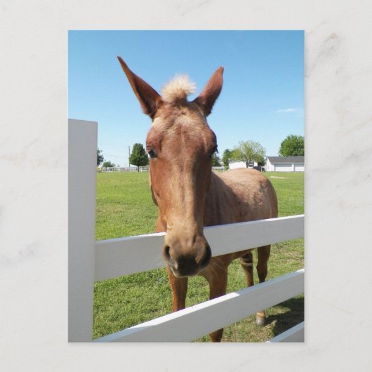 Curious Mule Postcard Postkarte (Vorderseite)