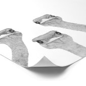 Curious Ostriches Poster (Ecke)