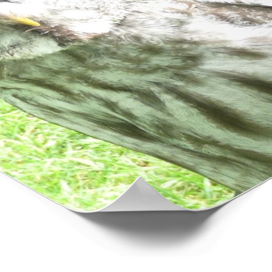 Curious Owl Poster (Ecke)